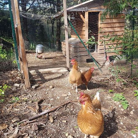 Mas Des Ballats Saint-Bauzille-de-Putois Dış mekan fotoğraf